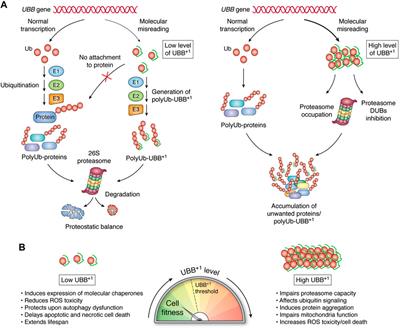 The Dose-Dependent Pleiotropic Effects of the UBB+1 Ubiquitin Mutant